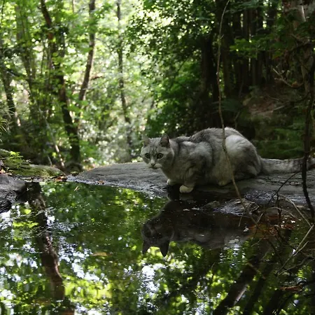 Vakantiehuis Mas La Donzelenche Vialas