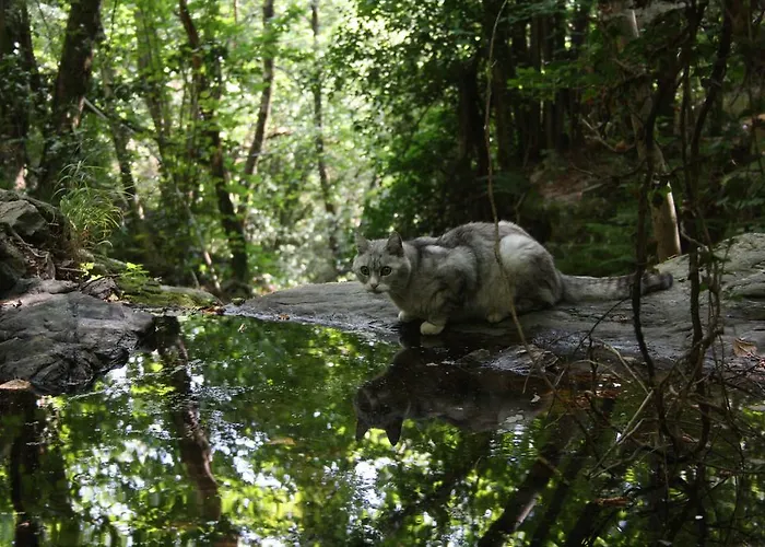 Tatil Evi Mas La Donzelenche Vialas